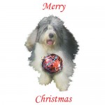 170-furry-dog-w-xmas-ball-2